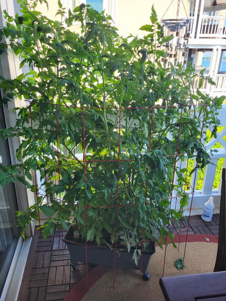 Tomato plants in the Vegetables and Fruit forum