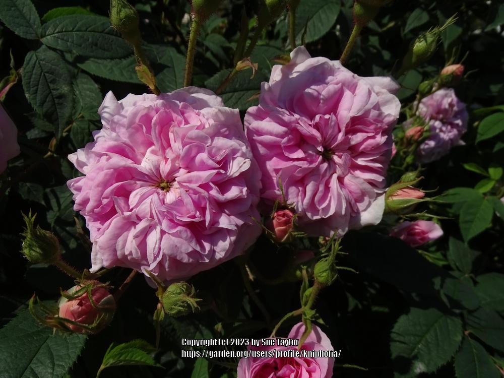 Photo of the bloom of Rose (Rosa 'Queen of Denmark') posted by ...