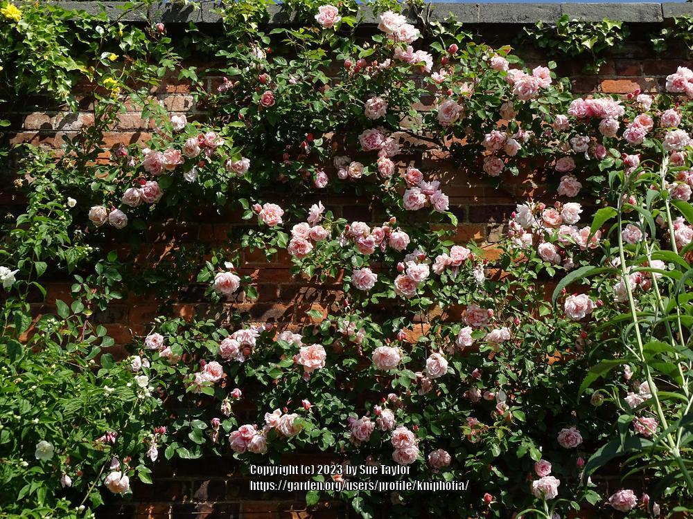 Photo of the entire plant of Rambling Rose (Rosa 'Albertine') posted by