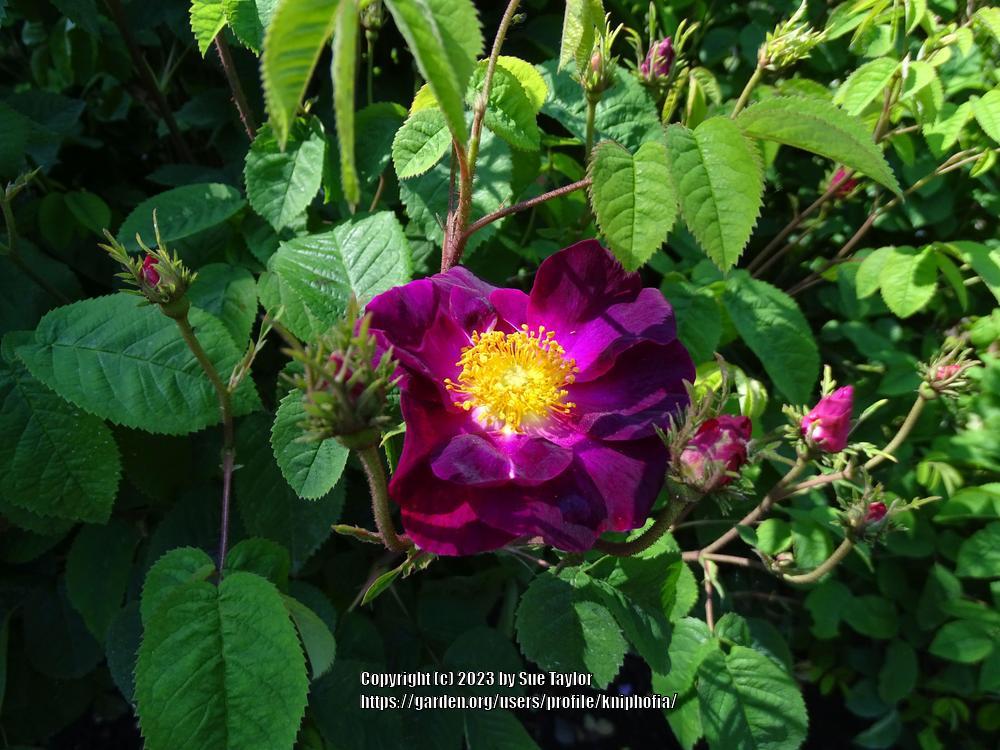 Rose (Rosa 'La Belle Sultane') in the Roses Database