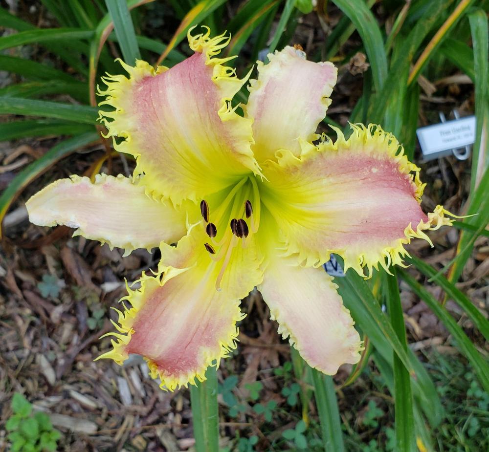Daylily (Hemerocallis 'King Bee') in the Daylilies Database