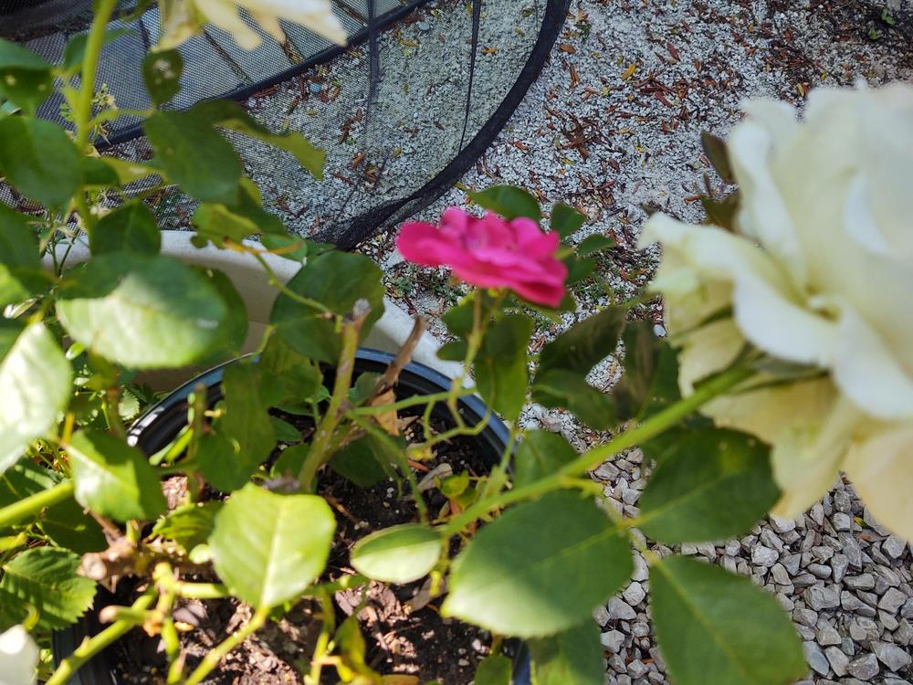 What Causes This to Happen? in the Roses forum