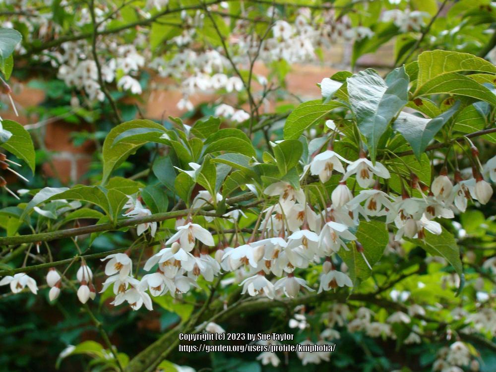 Japanese snowbell (Styrax japonicus 'Fargesii')