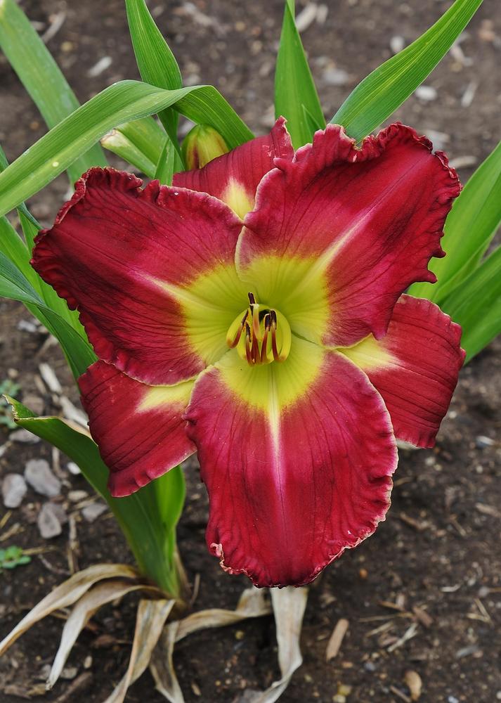 Daylily (Hemerocallis 'Cherries Go Round') in the Daylilies Database