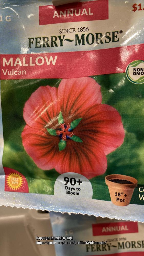 Photo of the seeds of Malope (Malope trifida 'Vulcan') posted by