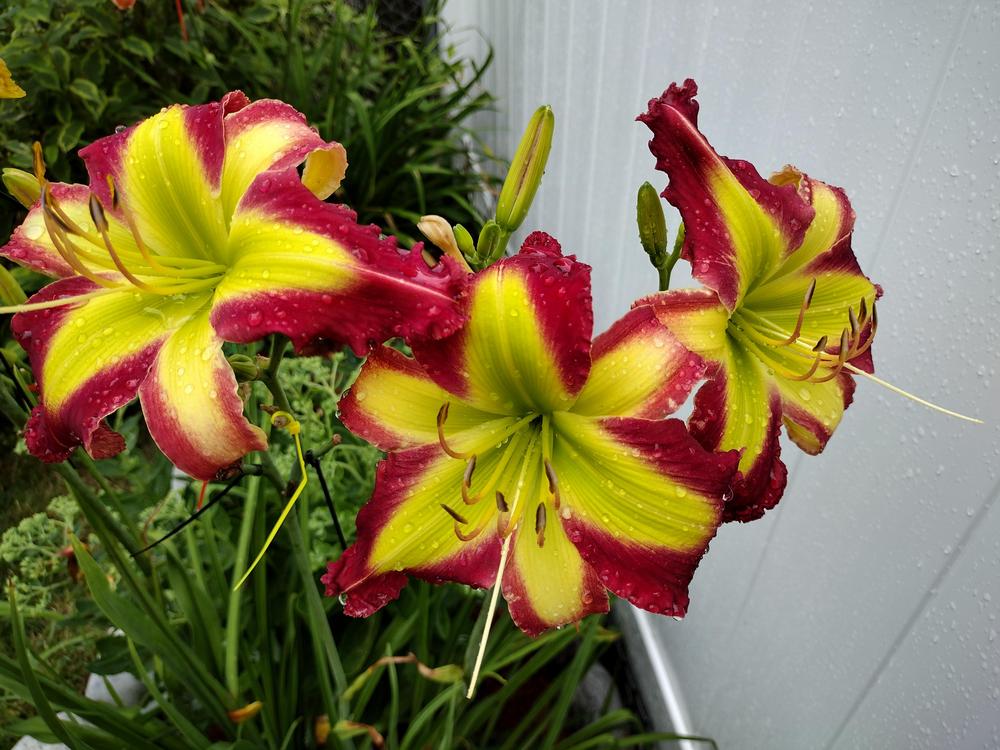 Daylily (Hemerocallis 'Starburst Galaxy') in the Daylilies Database