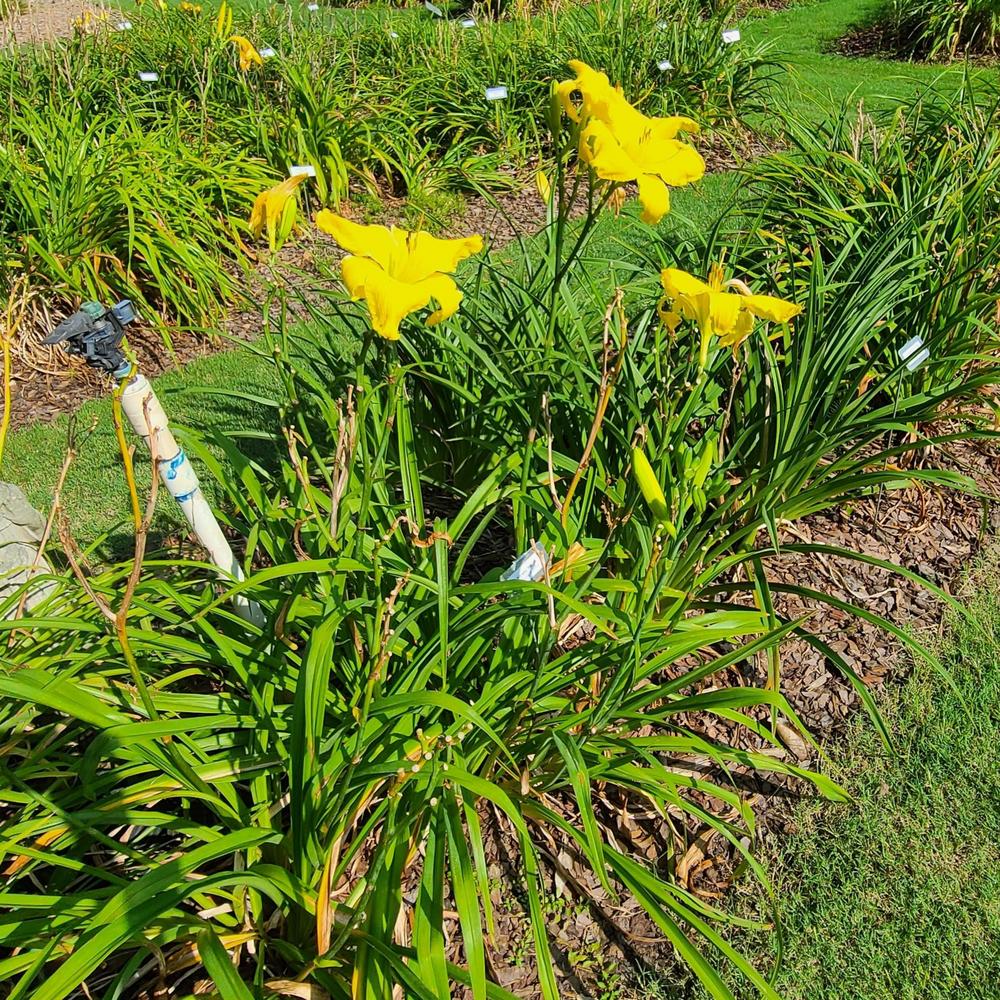 Photo of the entire plant of Daylily (Hemerocallis 'Mystic Maize