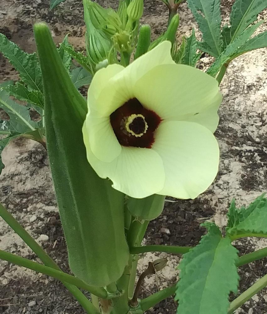 Okra (Abelmoschus esculentus 'Heavy Hitter') in the Okra Database