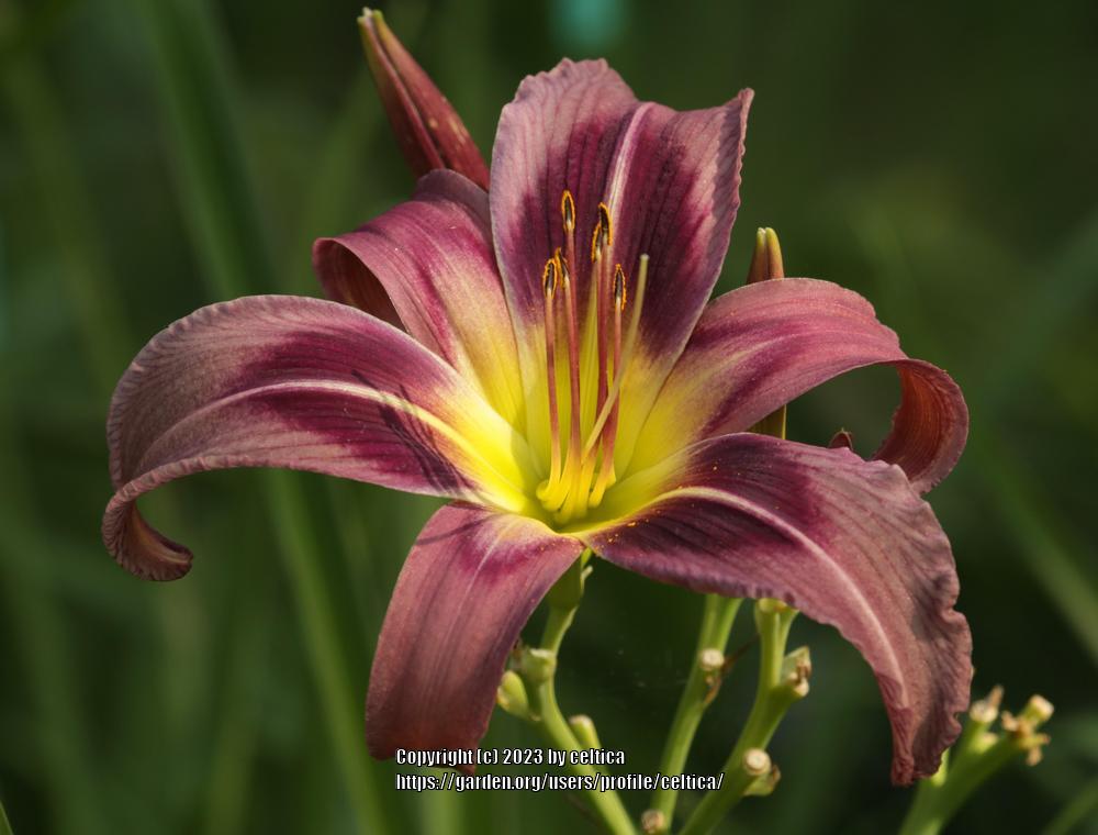 Photo of the bloom of Daylily (Hemerocallis 'Starman's Quest') posted