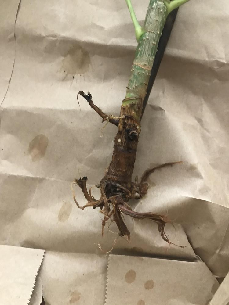 Umbrella tree roots in the Houseplants forum