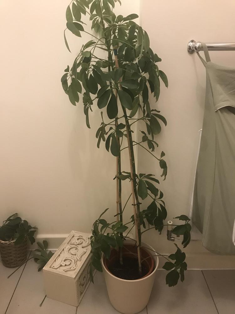 Umbrella tree roots in the Houseplants forum