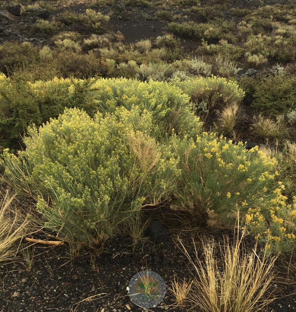 Photo of the habitat view of Rubber Rabbitbrush (Ericameria nauseosa ...