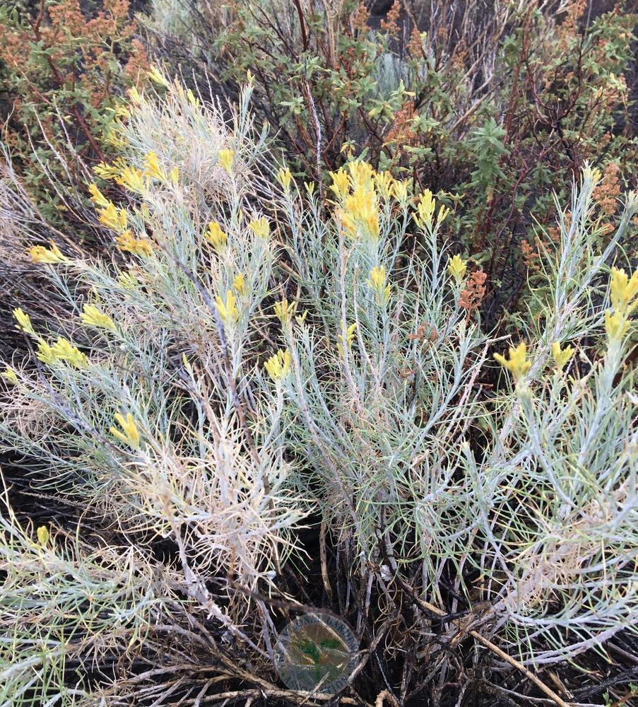 Photo of the entire plant of Whitestem Rubber Rabbitbrush (Ericameria ...