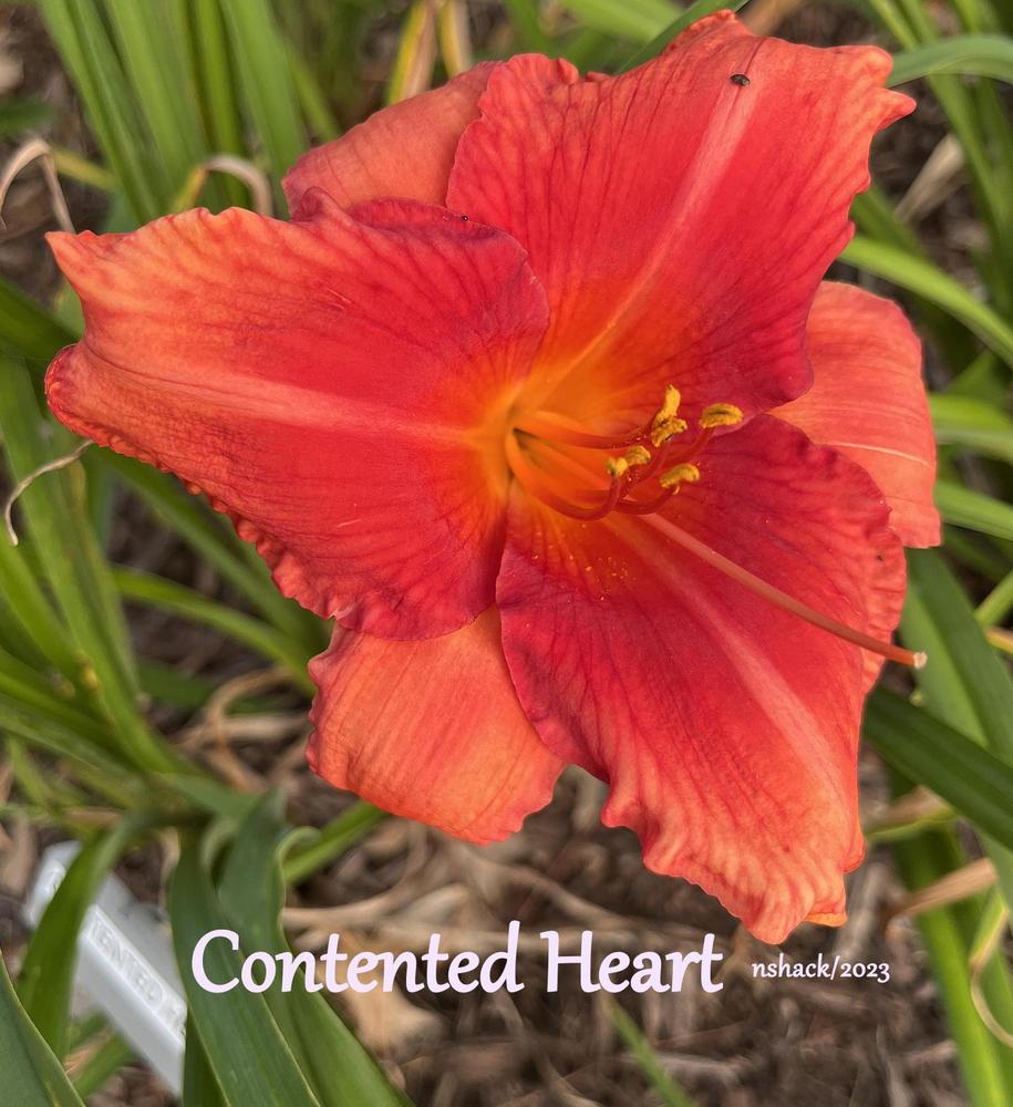 Photo of the bloom of Daylily (Hemerocallis 'Contented Heart') posted