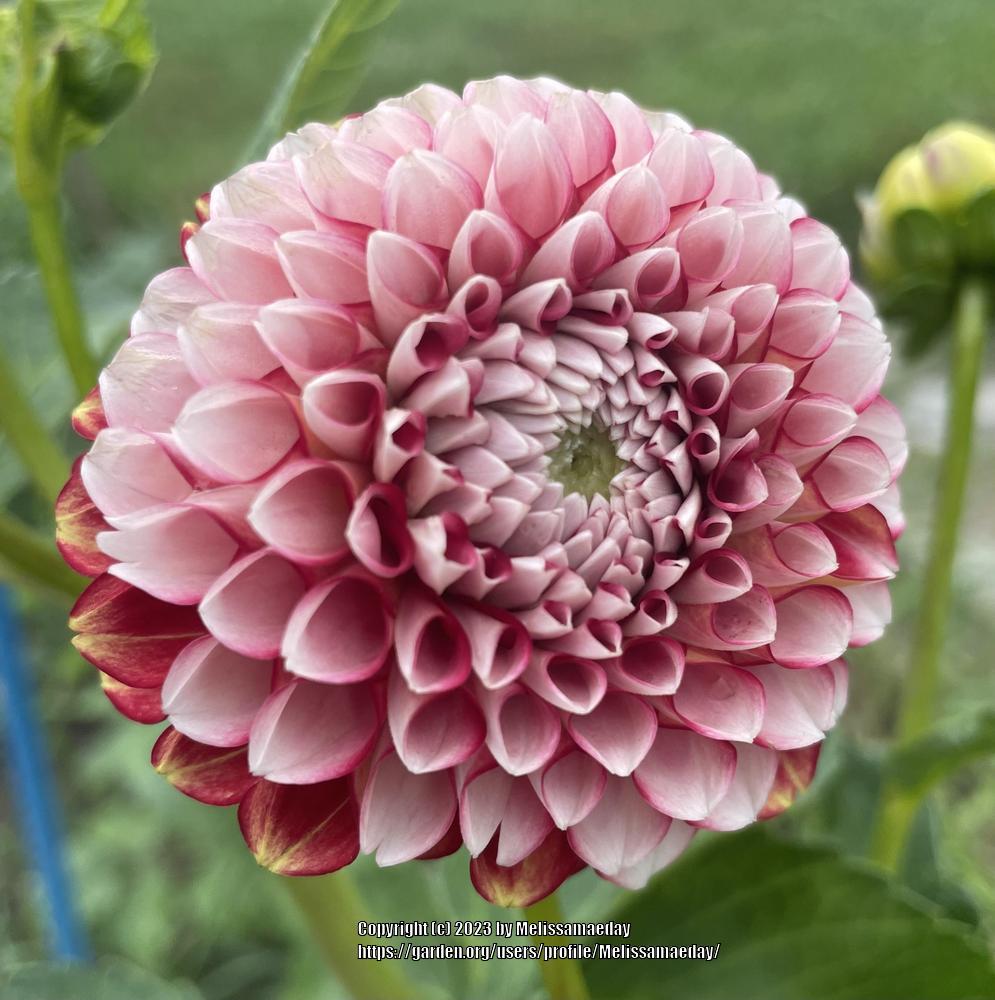 Photo of the bloom of AC Intrigue (Dahlia &lsquo;AC Intrigue&rsquo;) posted by