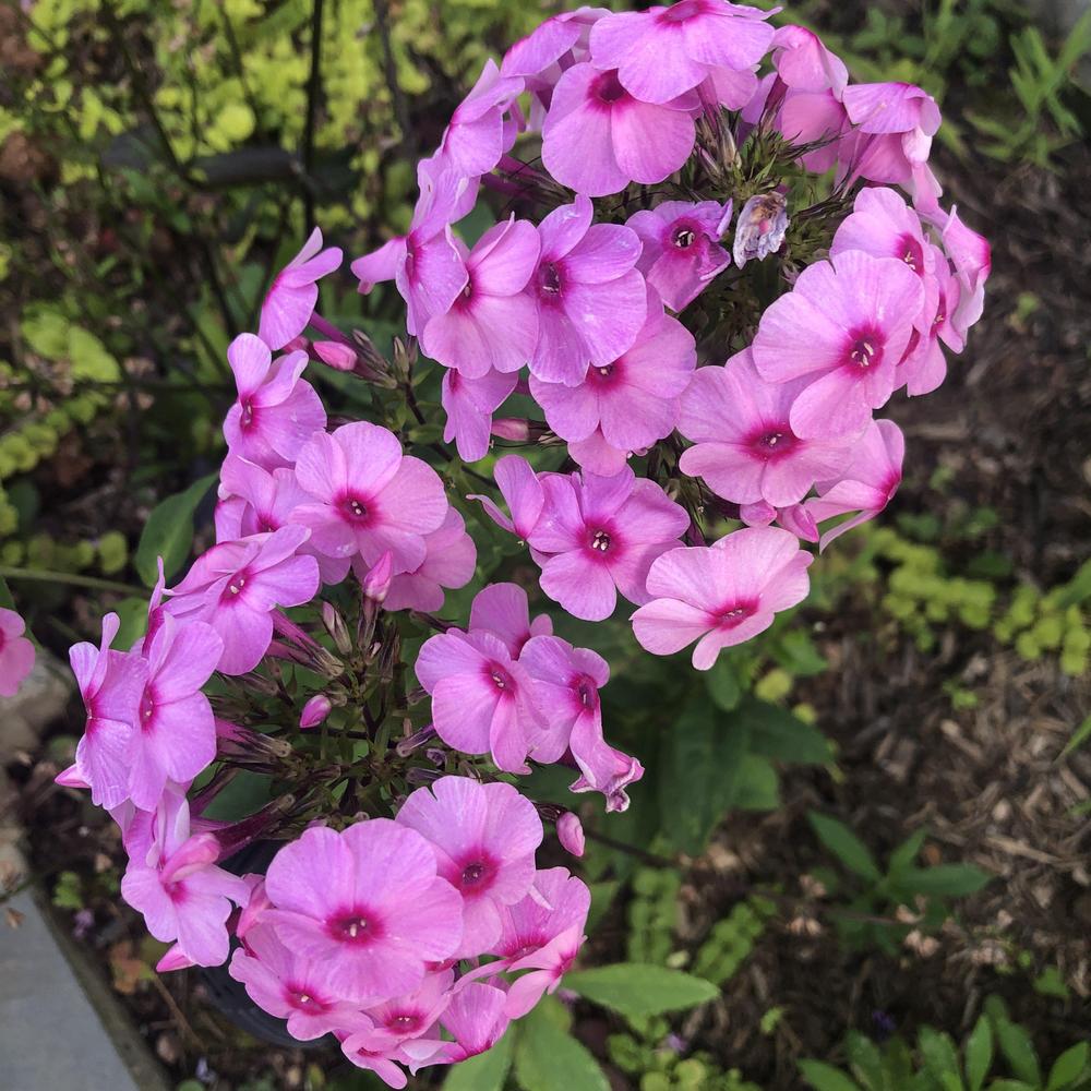 Photo of the bloom of Garden Phlox (Phlox paniculata Flame™ Pink