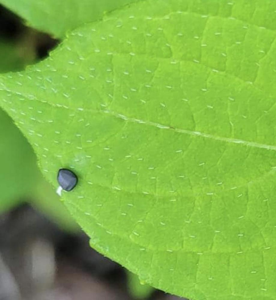 Black specks on my hydrangea leaves in the Ask a Question forum