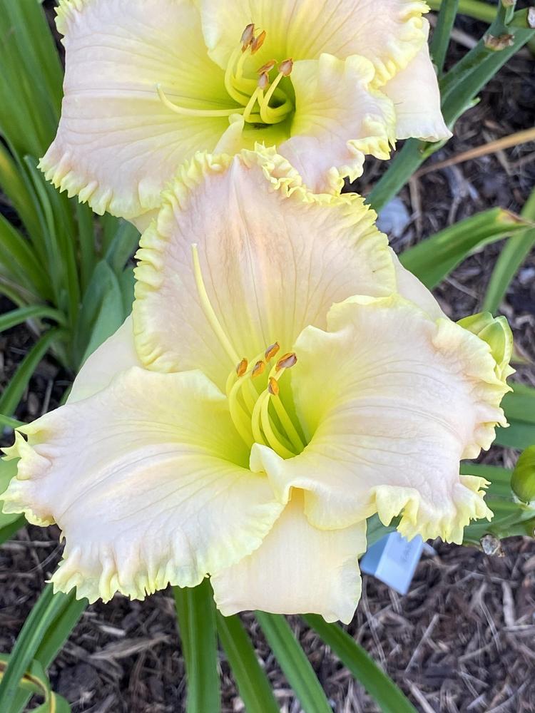 Daylily (Hemerocallis 'Pinewood Easter Sunrise') in the Daylilies