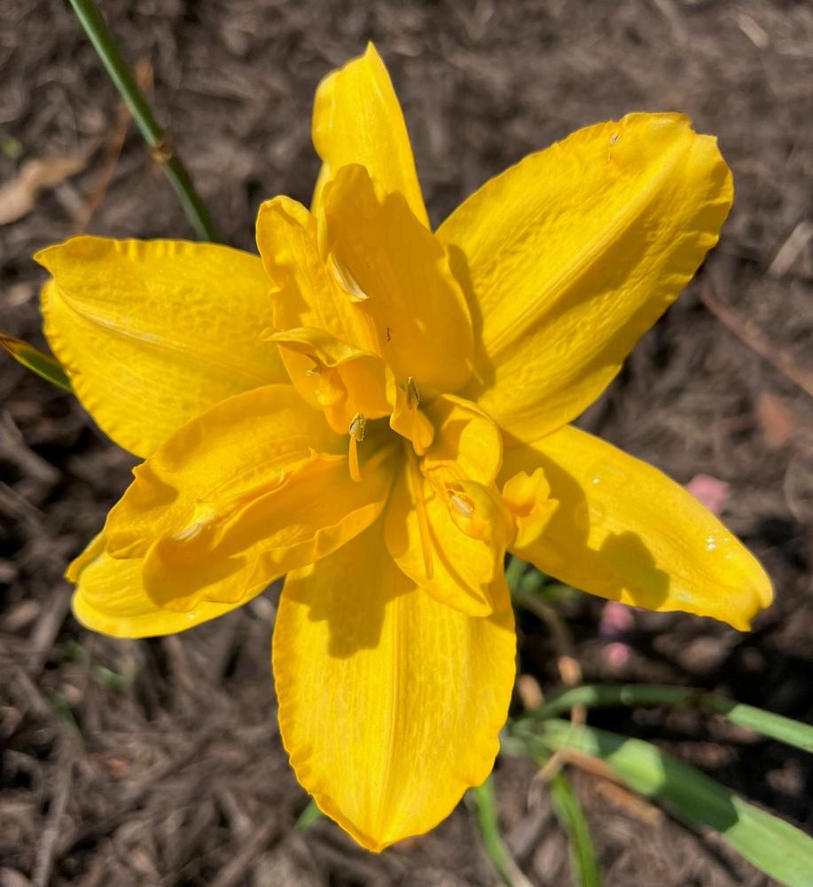 Photo of the bloom of Daylily (Hemerocallis 'Double Daffodil') posted