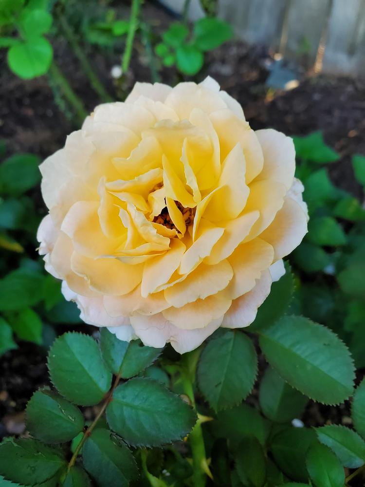 Rose (Rosa 'Forever Amber') in the Roses Database