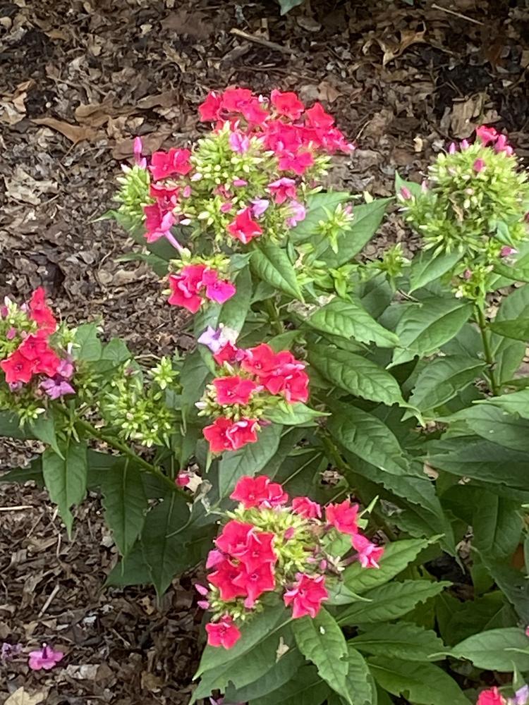Photo of the bloom of Garden Phlox (Phlox paniculata Volcano Red