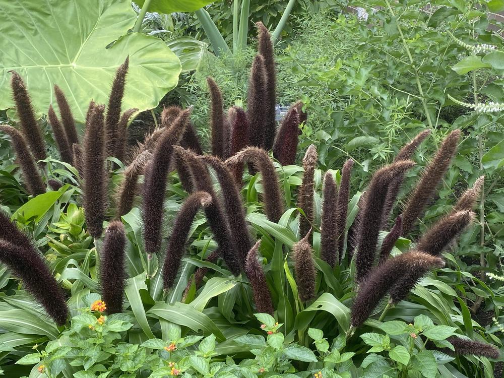 Photo of the seed pods or heads of Ornamental Millet (Cenchrus