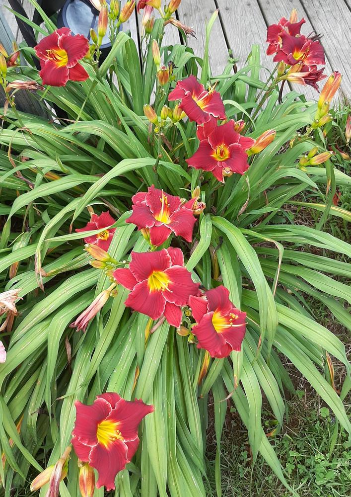 Photo of the entire plant of Daylily (Hemerocallis 'Pocket Change