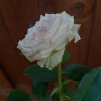 Julip Roses Photo of the bloom of Rose (Rosa 'Mint Julep') posted by Daisysdaughter ...