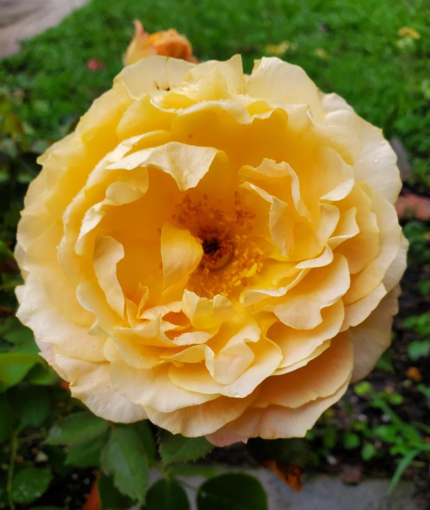 Photo of the bloom of Rose (Rosa 'Forever Amber') posted by emory676