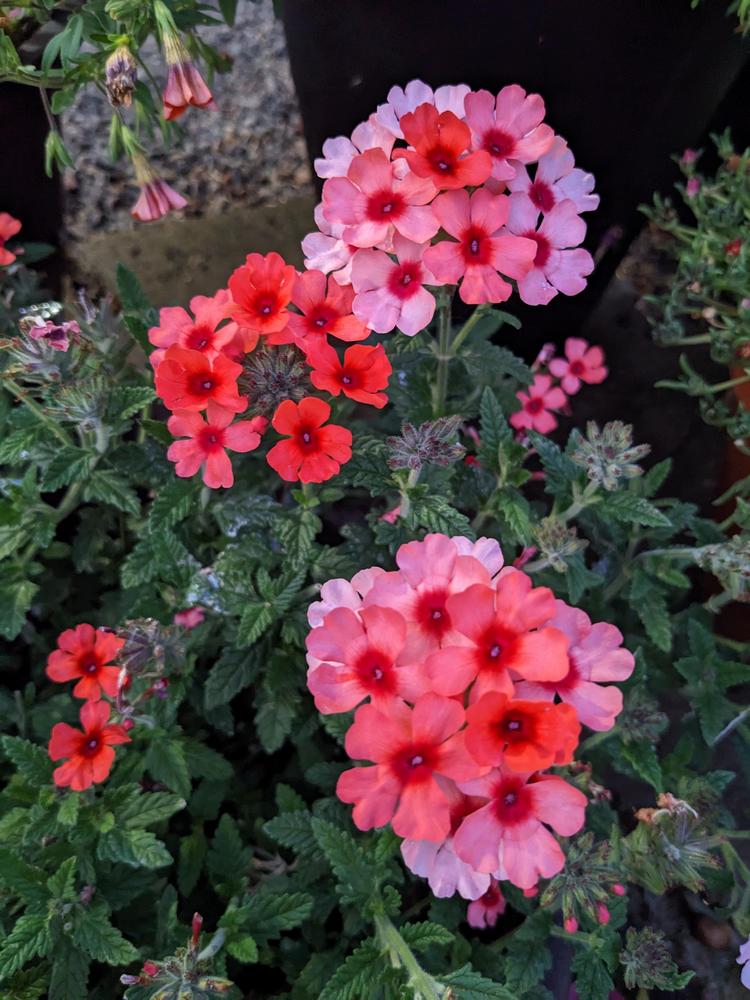 Trailing Verbena (Verbena x hybrida Lascar™ Mango Orange) - Garden.org