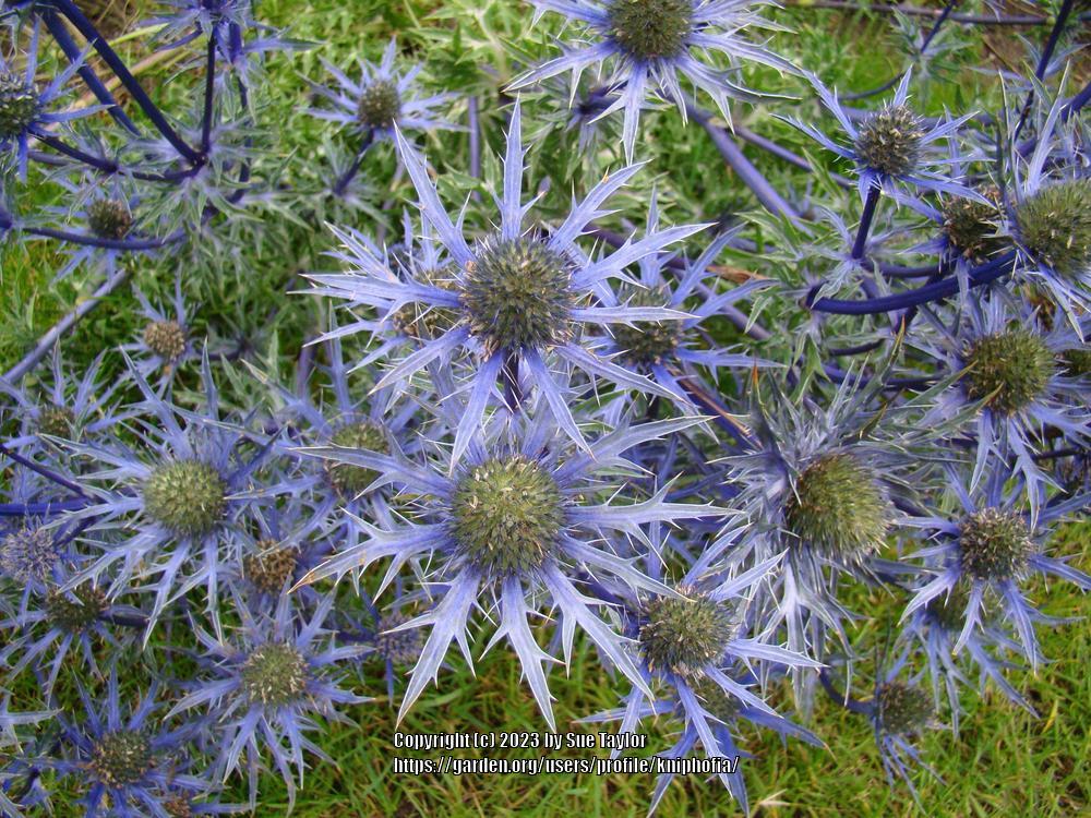 Sea Holly (Eryngium 'Lapis Blue')