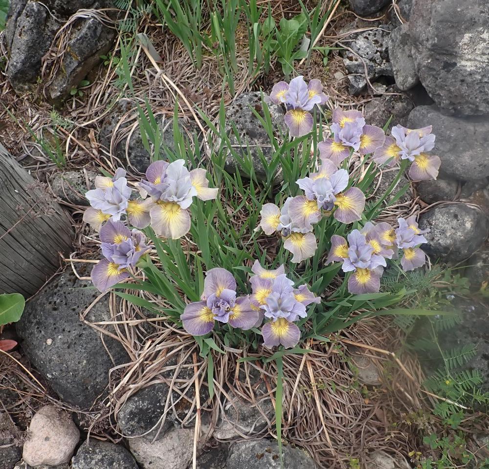 Photo of the entire plant of Siberian Iris (Iris 'Echo the Wind') posted by Vals_Garden