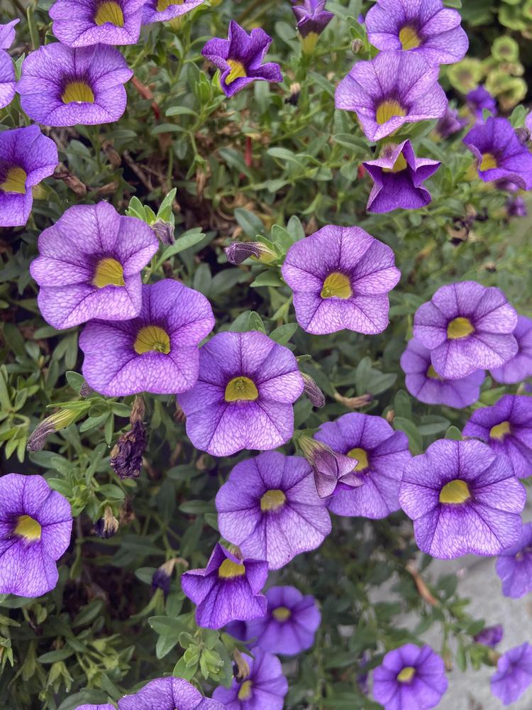 Photo of the bloom of Million Bells (Calibrachoa Million Bells