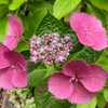 This variety can make a stunning blue.  Nice pink also.
