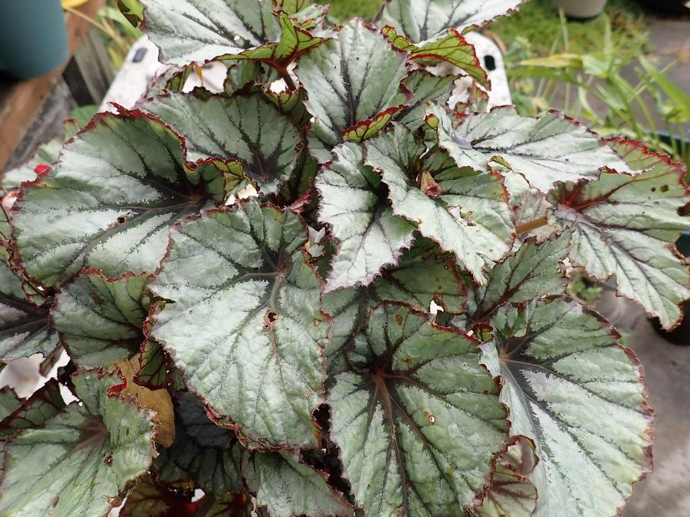 Begonia Shadow King™ Wintergreen in the Begonias Database