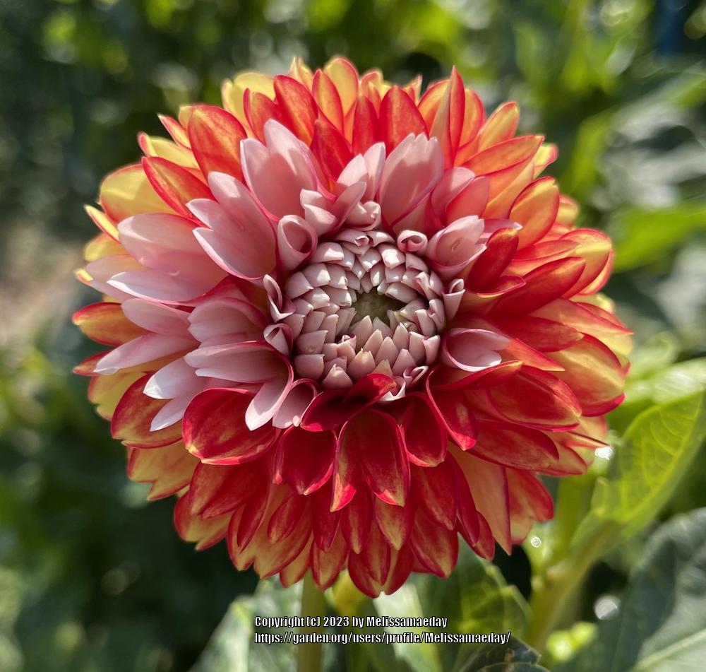 Photo of the bloom of AC Intrigue (Dahlia &lsquo;AC Intrigue&rsquo;) posted by