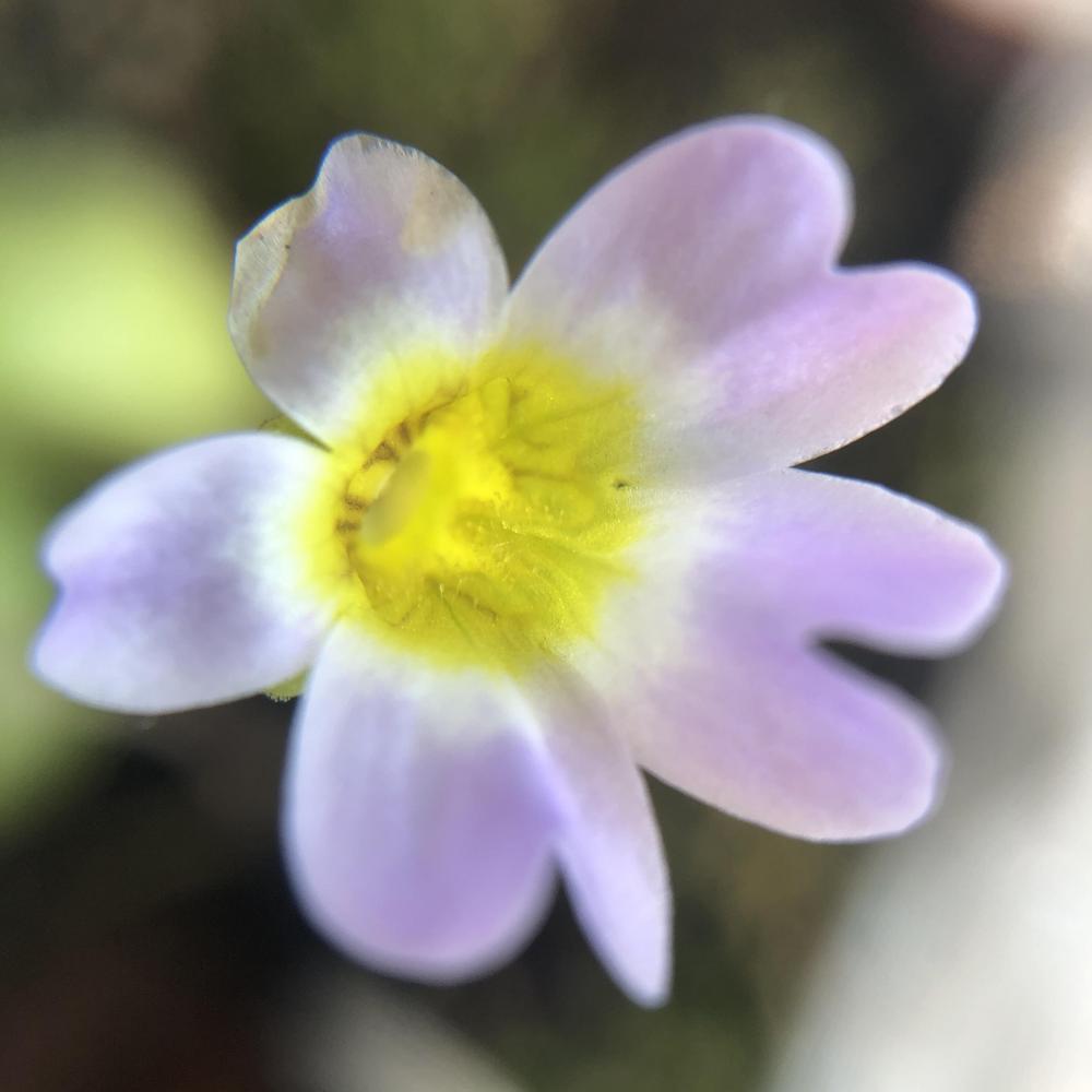 Photo of the bloom of Southern Butterwort (Pinguicula primuliflora
