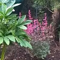 Anise Hyssop (Agastache Meant to Bee™ Royal Raspberry) in the Anise ...