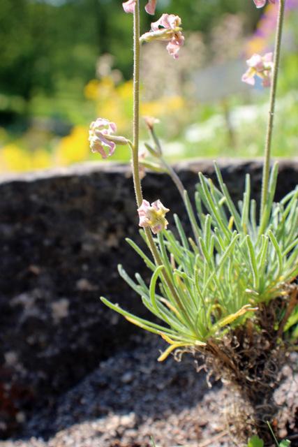 Photo of the bloom of Silene ciliata posted by RuuddeBlock - Garden.org