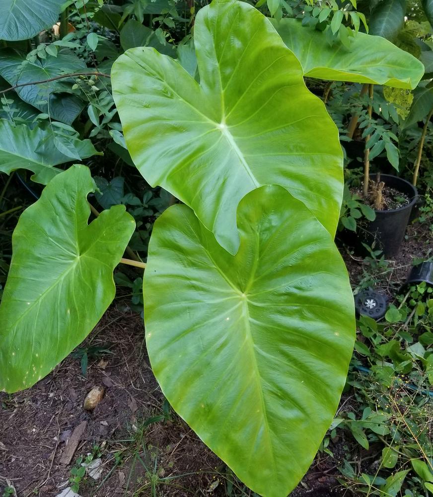 Photo of the leaves of Elephant Ear (Colocasia esculenta Royal Hawaiian