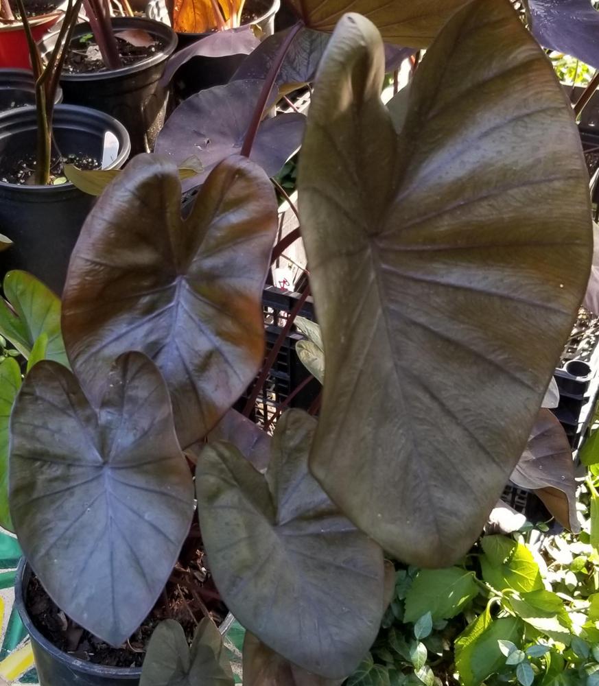 Photo of the entire plant of Dwarf Elephant Ear (Colocasia esculenta