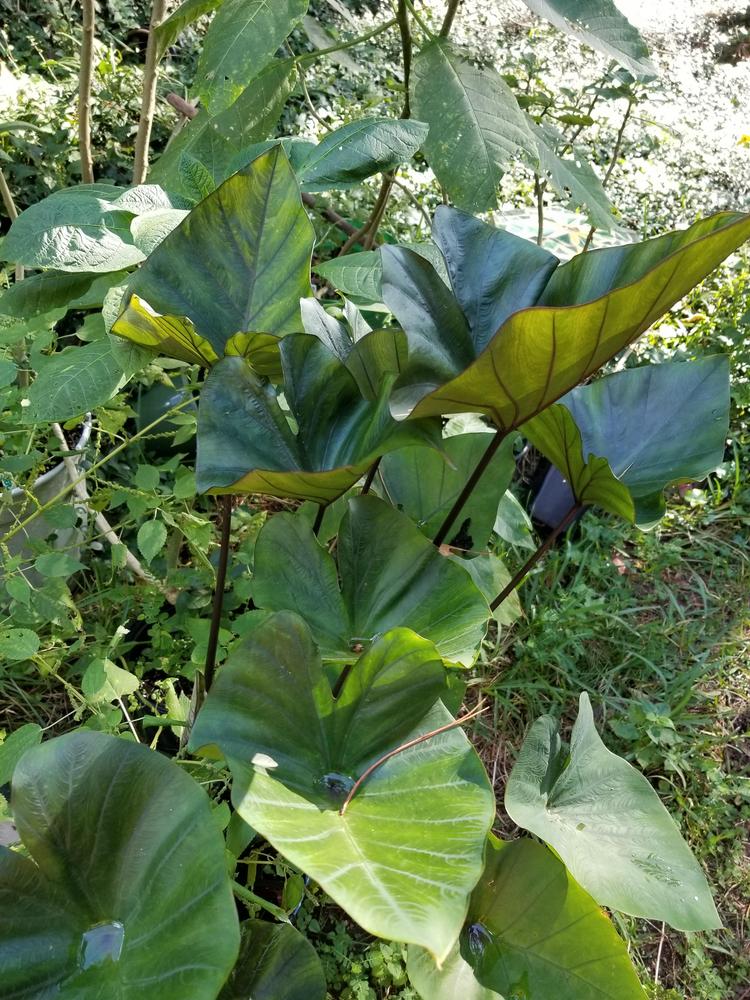 Photo of the entire plant of Elephant Ear (Colocasia 'Coffee Cups