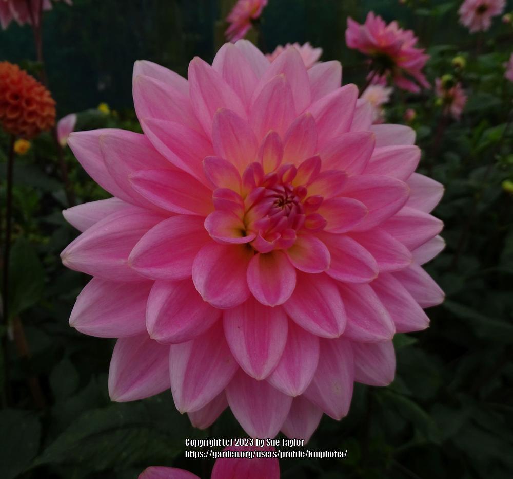 Dahlia 'Gerrie Hoek' in the Dahlias Database