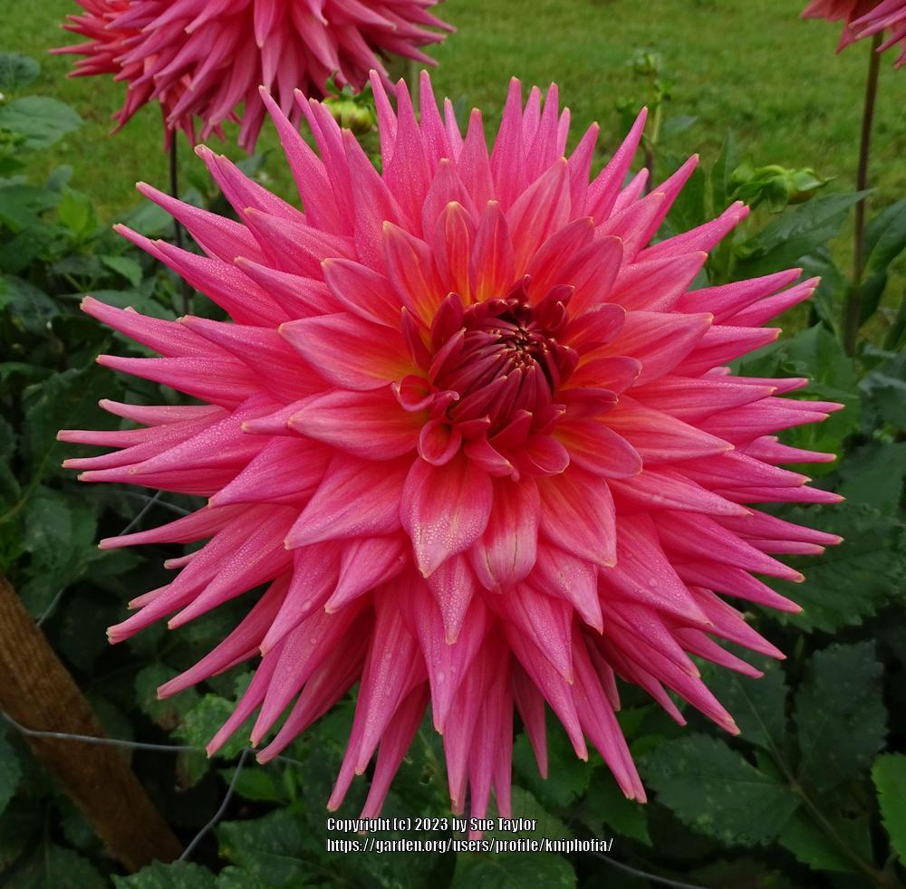 Photo of the bloom of Dahlia 'Jubilee Boy' posted by kniphofia