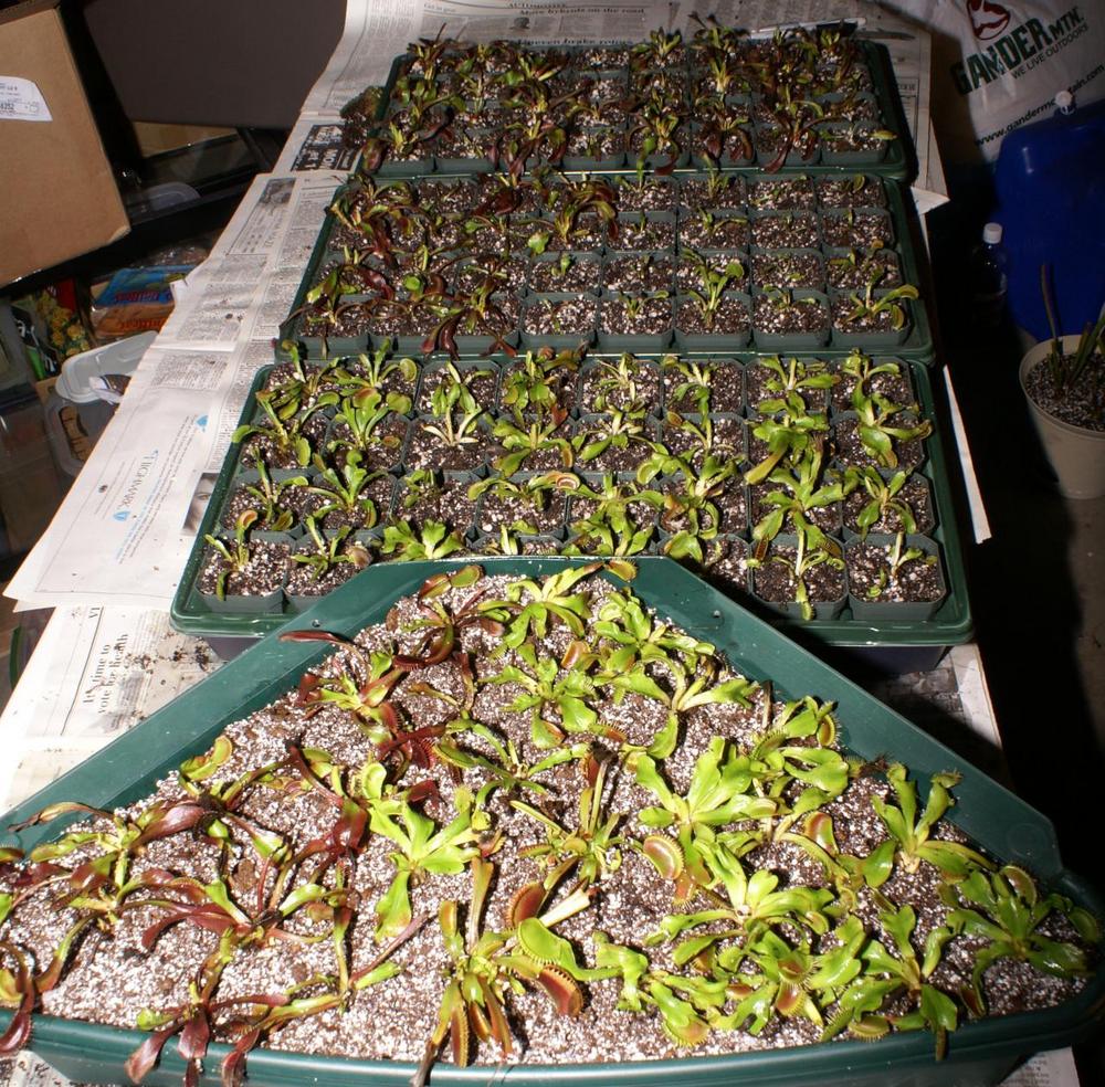 How to keep Venus fly trap alive? in the Carnivorous Plants forum