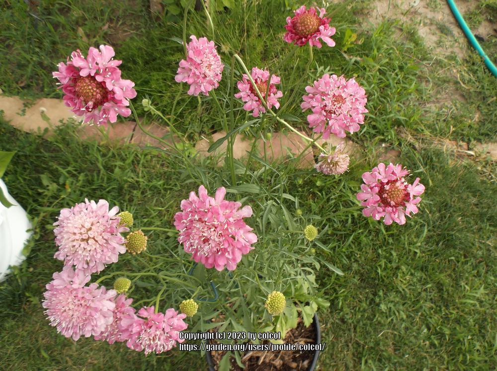 Photo of the bloom of Pincushion Flower (Sixalix atropurpurea subsp