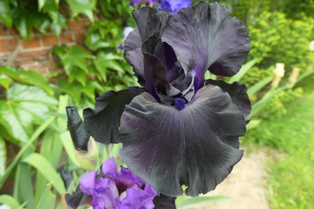 Photo of the bloom of Tall Bearded Iris (Iris 'Black Suited') posted by