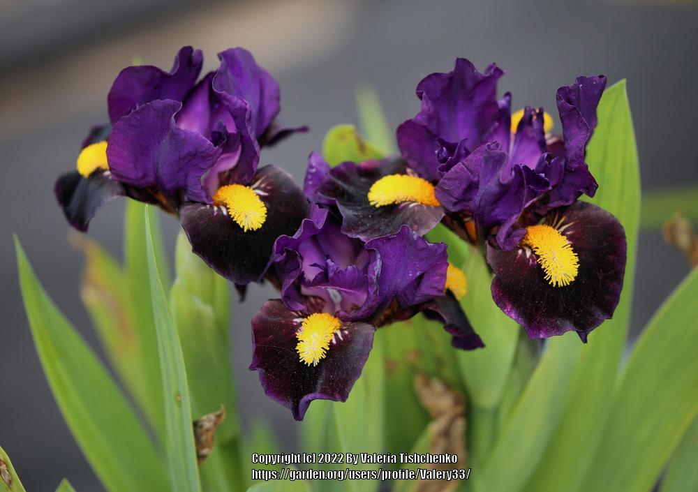 Photo of the bloom of Miniature Dwarf Bearded Iris (Iris 'Kay') posted ...