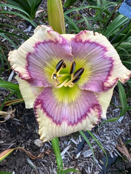 Daylily (Hemerocallis 'Lily Farm Grapes N Snow') in the Daylilies ...