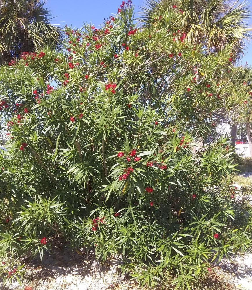 Freshseed Oleander Nerium Seeds - Scarlet Red - 50 Fresh Seeds For 2025 Planting